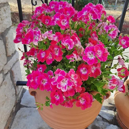 το πέτρινο της δώρας Casa vacanze
